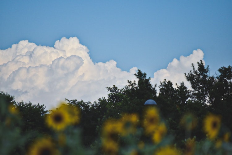 [画像1]近所の公園で撮った一枚です。もくもくとした大きな雲、前ボケの向日葵と夏を詰め込みました。