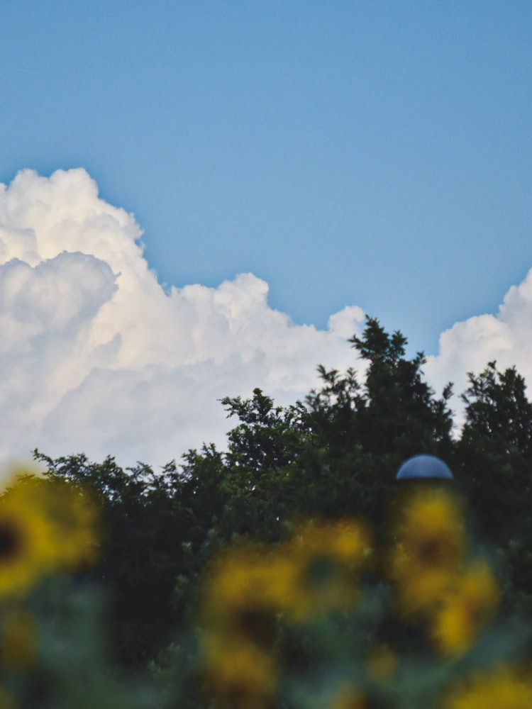 [画像1]近所の公園で撮った一枚です。もくもくとした大きな雲、前ボケの向日葵と夏を詰め込みました。