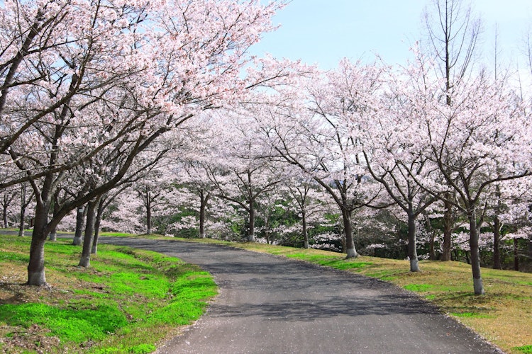 [画像1]備北丘陵公園の桜並木です。 木の形がそろっていて、また整列していてとてもきれいな並木です。