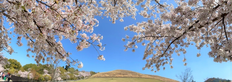 [画像1]桜ごしに眺める若草山。 なんとも風情があります。