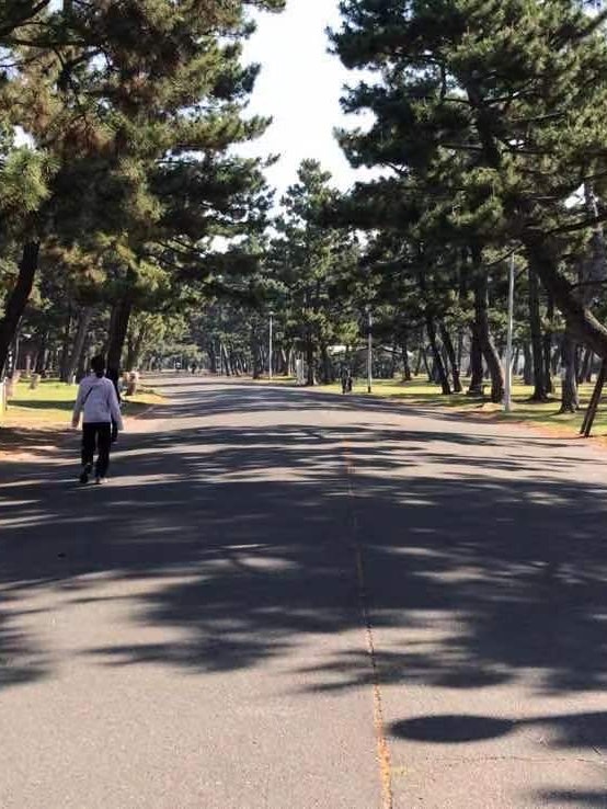 [Image1]Pine forest in Hamadera Park. Revival ♪ with forest bathing