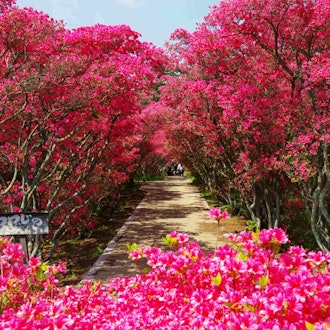 [Image2][A bright red azalea begins to bloom! ] Komuroyama Park Azalea Viewing Party 🌺✨]From Saturday, April