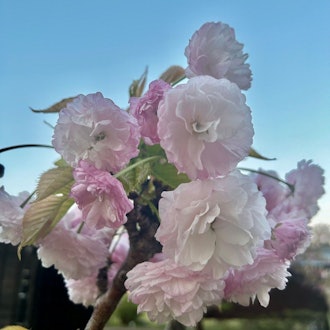 [画像2]「第76回松前さくらまつり」は5月6日をもちまして終了となりました。期間中は多くのお客様にお越しいただき公園内も大変賑やかになりました✨イベントとしては昨日で一区切りとなりましたが遅咲きの桜はもう少し