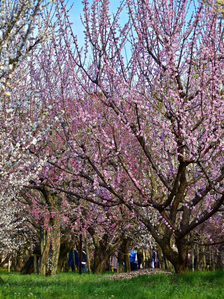 [相片1]梅花节正在日本三大庭园之一的海乐云举行。广袤的花园中种植了约100个品种的约3000棵梅树，其特点是可以长时间欣赏梅花，早开，中期开花，晚开花。目前，70%的花朵盛开。上周末也发生了美丽的夜间照明。