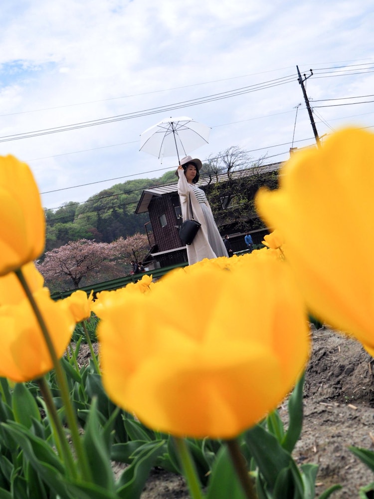 [画像1]東京都羽村市のチューリップ畑にて撮影。雨が降ったり止んだりのこの日は、傘を差したり閉じたり。