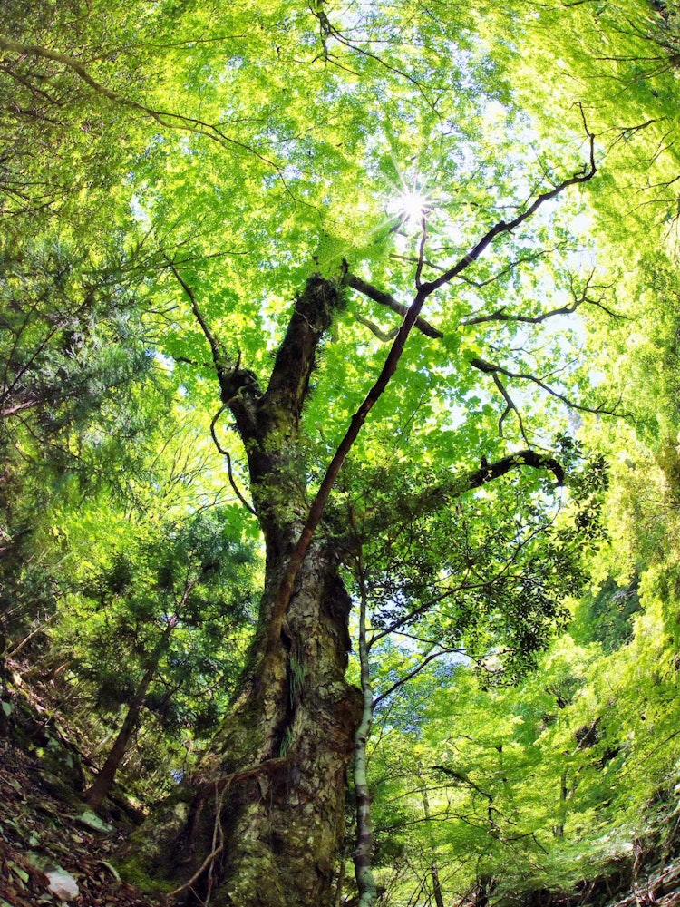[相片1]位於和歌山縣田邊市的山區，大東溪谷本身就是真正的大自然，您可以欣賞到四季的風景。