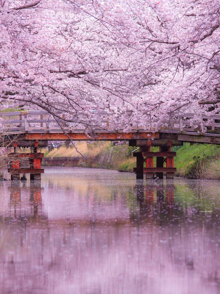 [画像1]この時期になると必ず行く茨城県・土浦市にある新川です。最近雨が続いていて桜が散っていないか心配でしたがまだ満開状態でほっとしました🌸