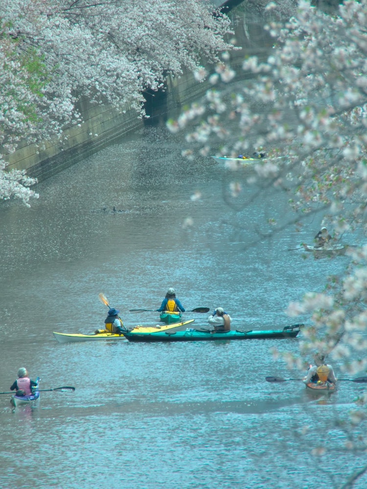 [Image1]Cherry blossom viewing on the water