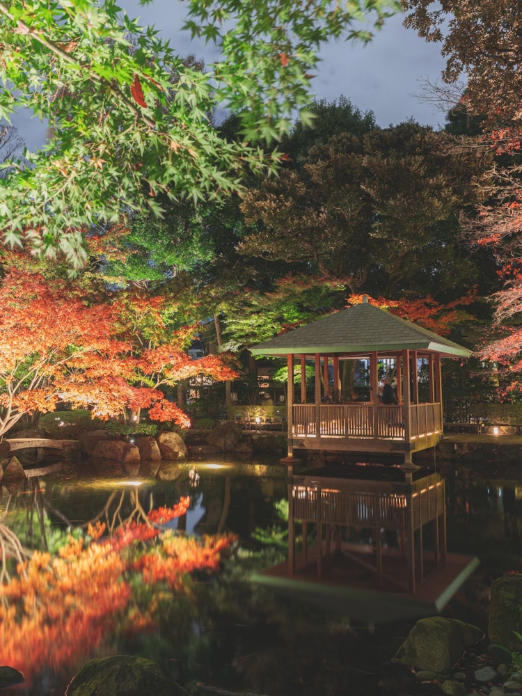 [相片1]大田古郎公园点亮 🍁这家位于东京杉并区　　　　　　　　　“大田黑公园”。每年11月底左右达到顶峰。 在里面，如果你用谷歌搜索非常宽阔的大门，你会看到一棵大银杏树。最佳观赏时间：11月下旬至12月上旬地