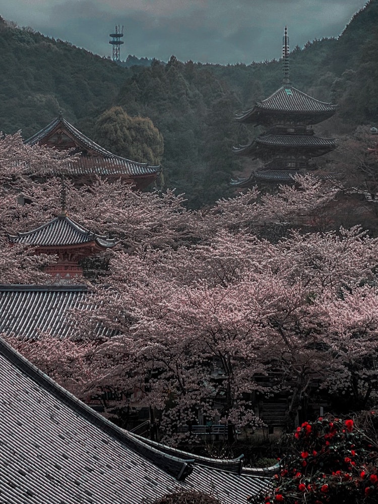 [相片1]可以享受四季的坪坂寺。春天，當然是櫻花盛開。然而，它並沒有😅非常陽光明媚的天氣高市郡，奈良坪坂寺