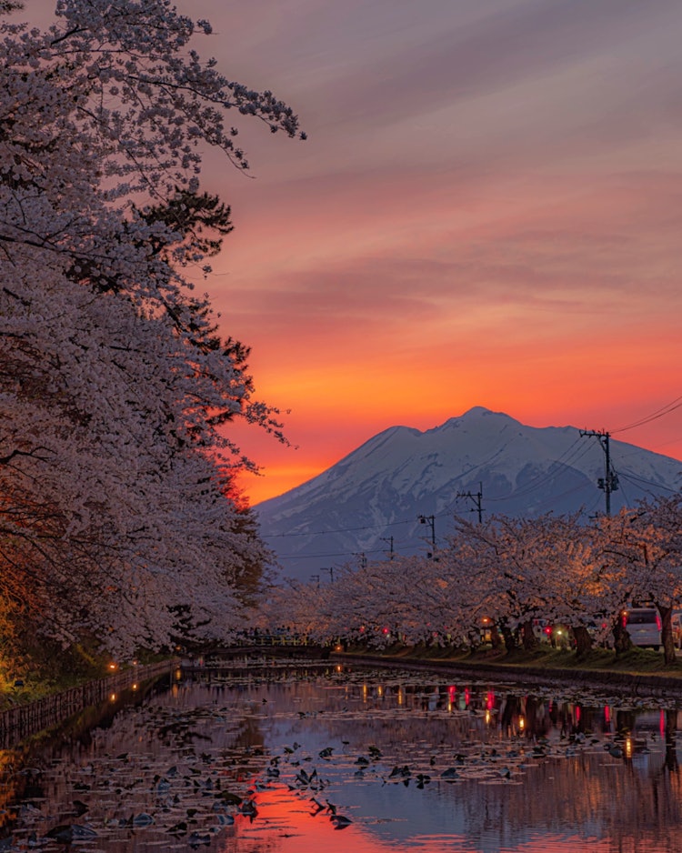 [相片1]弘前城郭这是我这次第四次去，但过去的三次都是叶樱花，所以我终于能够见证樱花盛开。黄昏时分，磐城山上染上了鲜红的天空，樱花盛开那是一个伟大的时刻