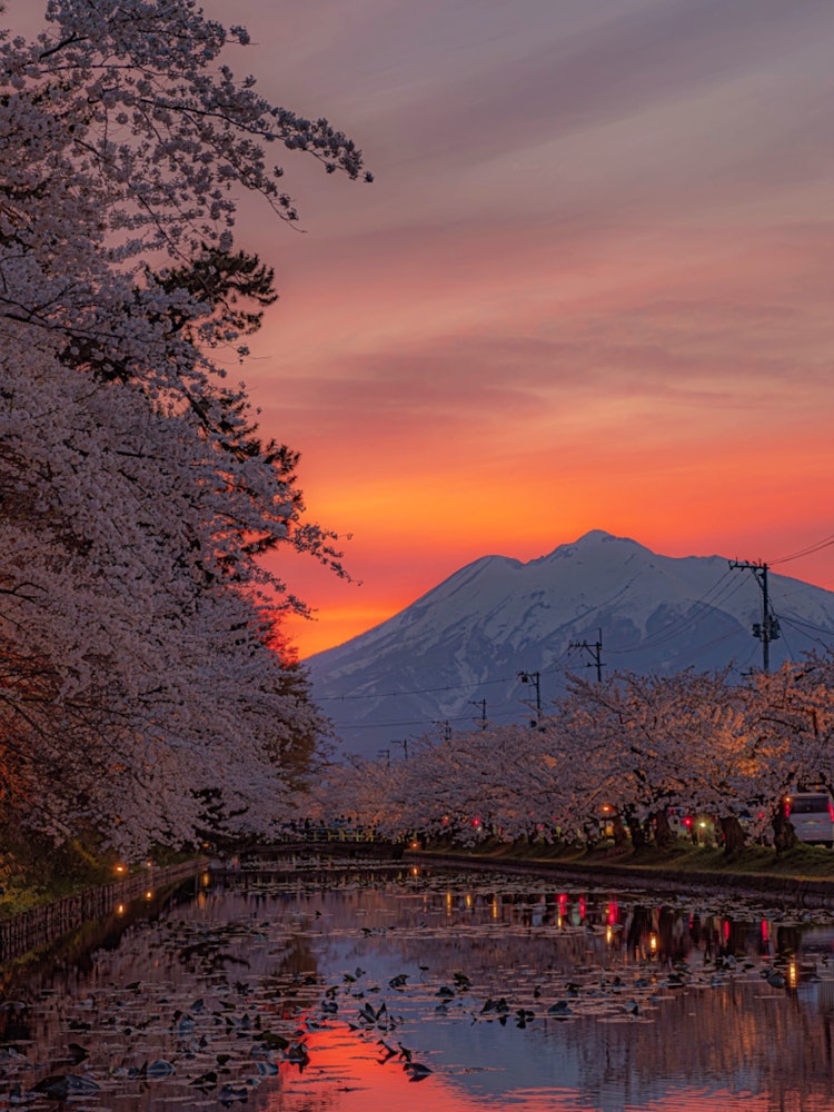 [画像1]弘前城この時期に伺うのは4回目でしたが、過去3回は葉桜でしたので、やっと桜満開に立ち会えました。夕暮れ時、真っ赤に染まった空と岩木山、そして満開の桜最高の瞬間でした