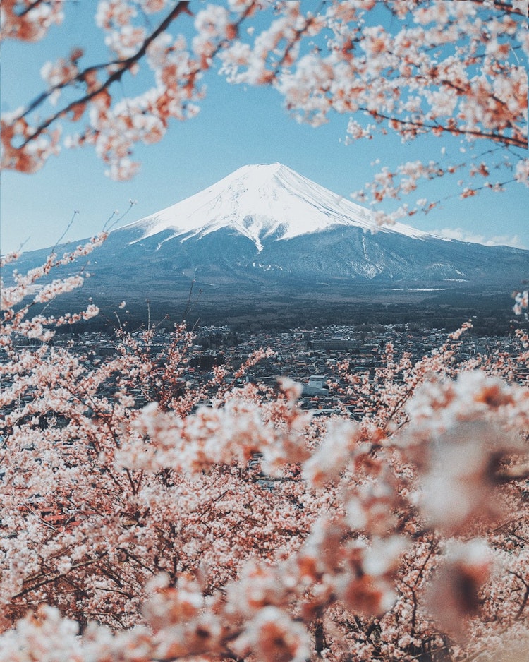 [相片1]櫻花和富士山佳能EOS 5d + ef24-70mm f2.8 燈室
