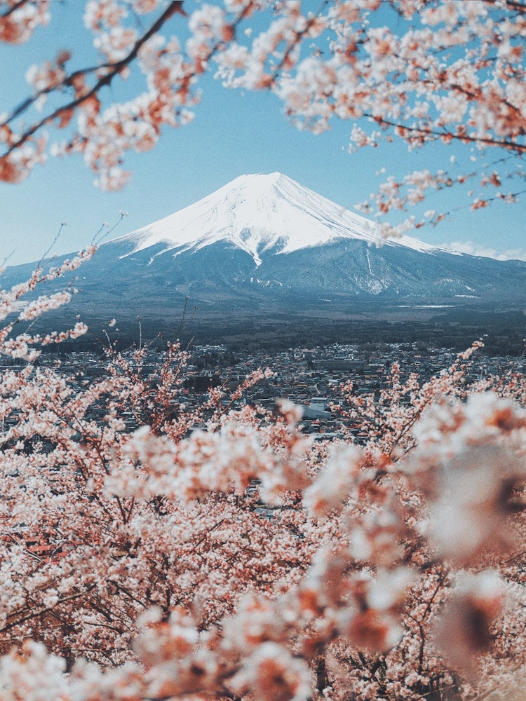 [画像1]桜と富士山Canon eos 5d + ef24-70mm f2.8 Lightroom