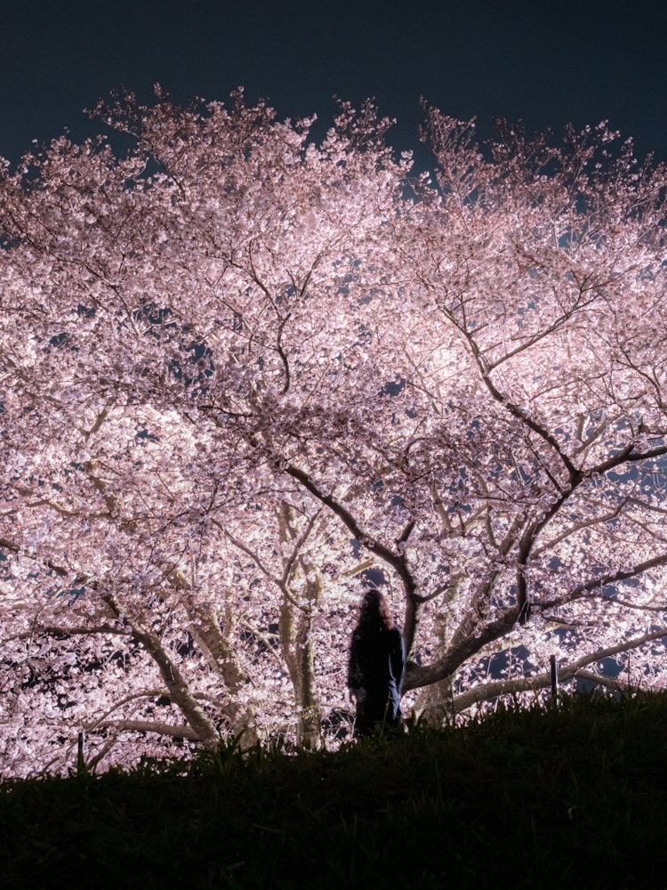 [画像1]兵庫県淡路市「たもやん桜」 ここは棚田もあり、丘の上から見下ろす景色最高でした😌地元地域の協力で綺麗に整備しこれからGoogle mapなどPRしていくみたいです😌