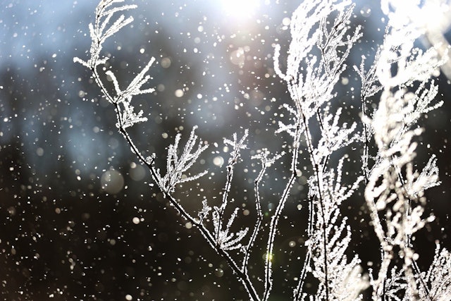 [画像1]今季一番の冷え込み－13℃森の木々たち真っ白キラキラ美しい（更別村で）#クリスタルランドTOKACHI