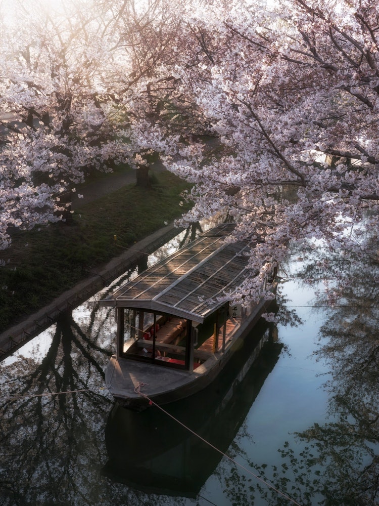 [画像1]京都府、伏見の桜。停められた十石舟を纏うように咲く桜に朝日が差し込みました。