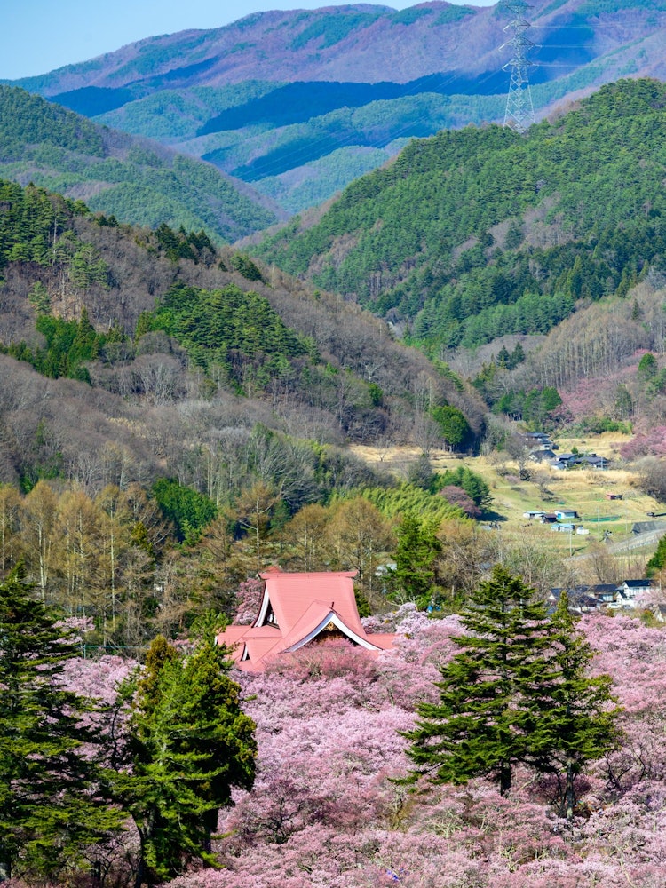 [相片1]长野县伊那市的高户城迹遗址，以天下第一朵樱花而闻名。樱花的密度是巨大的，但从上面看，风景确实配得上樱花之海。