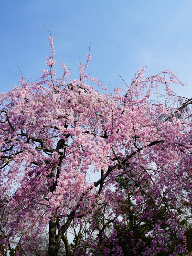 [画像1]桜咲く季節