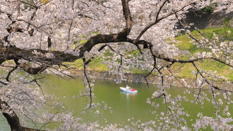 [相片1]从樱花相框我发布了它，因为我从东京千鸟渊盛开的樱花中感受到了日本。