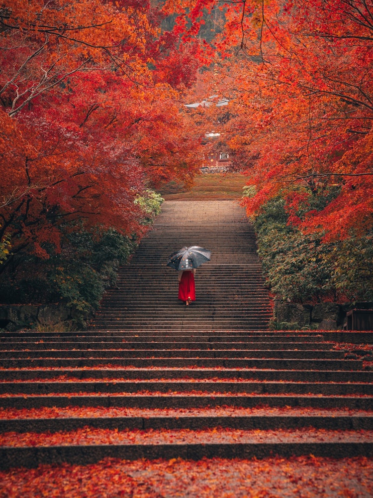 [相片1]勝王寺的秋天。多虧了小雨，每片葉子都閃閃發光，非常漂亮。