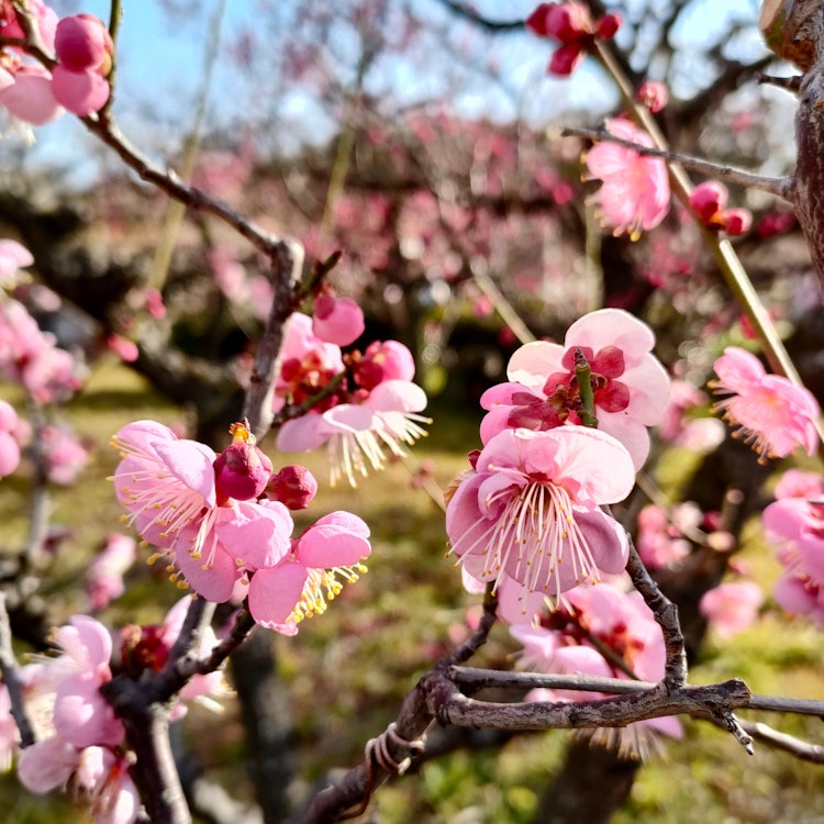 [画像1]2月中頃の大阪城公園の梅林です。 まだ寒いのに、たくさんの人で賑わっていました。 皆さん、春の訪れを楽しみに待っていたのかな、自分も同じです。 うれしかったです。