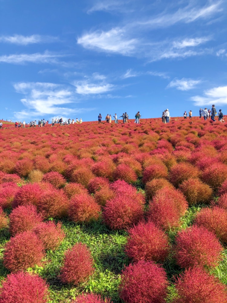 [Image1]It is a kochia with autumn leaves in Hitachi Seaside Park in Ibaraki Prefecture.This bright red colo