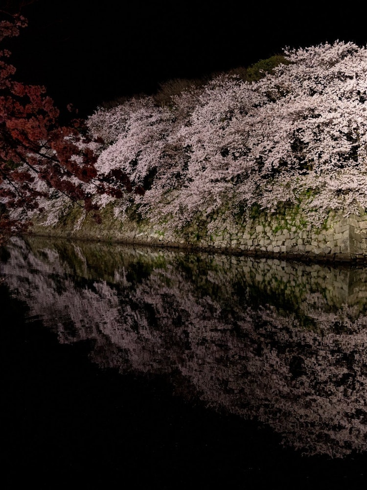 [Image1]Hikone City, Shiga Prefecture National Treasure: Night cherry blossoms at Hikone CastleI hope that t