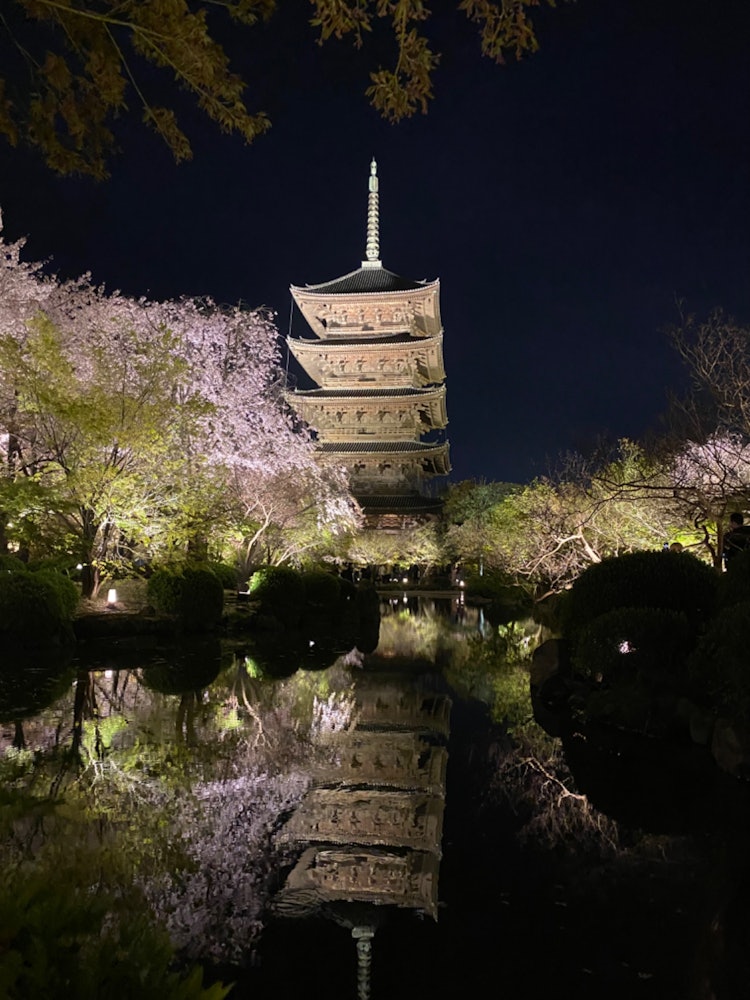 [画像1]桜、五重塔、池とのコラボ写真。