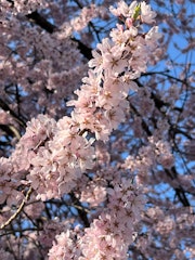 [이미지2]나가노현 스자카시의 벚꽃 정보!가류 공원의 벚꽃도 좋지만, 교외의 벚꽃도 즐겨 보는 것은 어떨까요?제1 & 제2 고쇼지 사원3번째 사진 다이코인#스자카#나가노현(長野県)#마쓰모토#