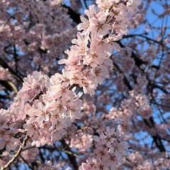[Image2]Information on cherry blossoms in Suzaka City, Nagano Prefecture!The cherry blossoms in Garyu Park a