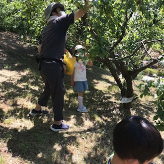 [Image2]I participated in a plum picking event at Wakayama Prefecture Four Seasons Village Park! I wonder if