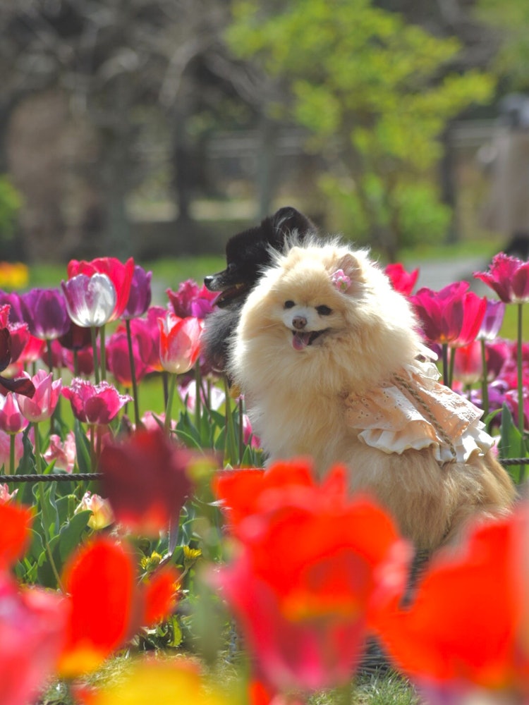 [이미지1]도쿄 타치카와시의 쇼와 기념 공원에서.멀리서 튤립을 입은 강아지 사진을 찍었습니다.