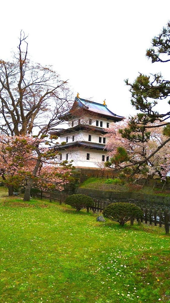 [이미지1]마쓰마에성(松前城) 🏯🌸날씨는 좋지 않았지만 벚꽃이 피었습니다!산책에 추천!