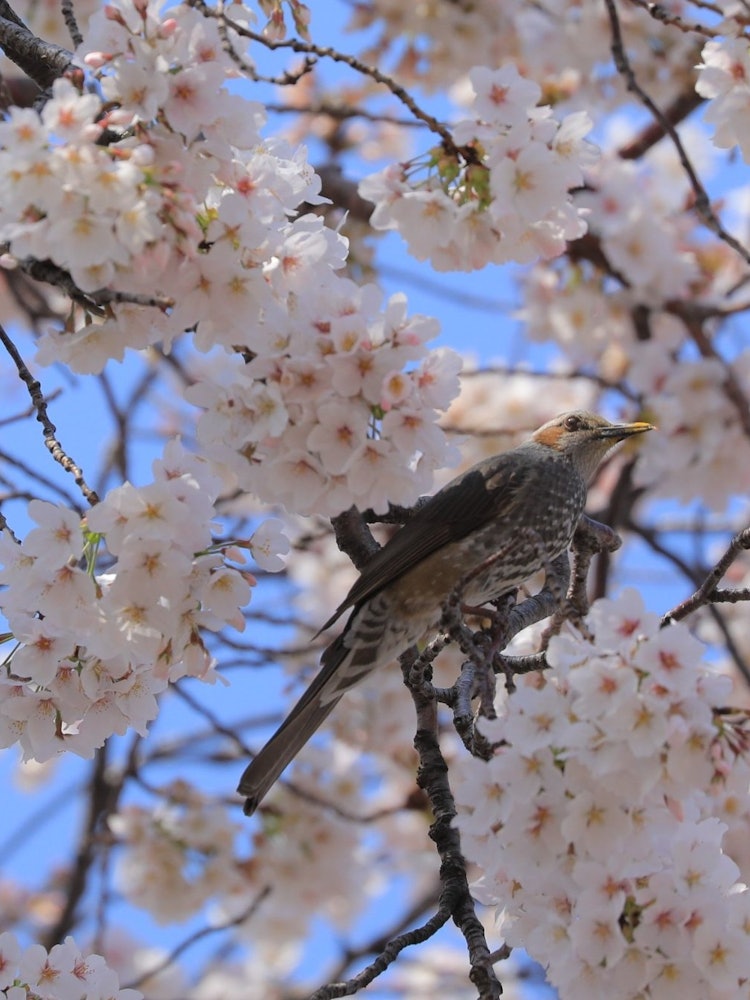 [画像1]今年の桜我が家の前の公園のソメイヨシノ見上げた高い空満開の桜にヒヨドリ2021/3/27