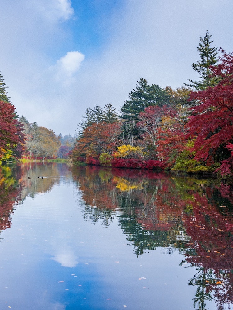 [Image1]Autumn foliage spots in Nagano PrefectureKumba Pond always at the top of the rankingWhen I went, the