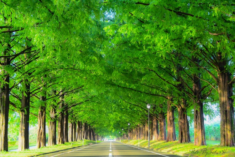 [相片1]水杉树的新鲜绿色植物 2024.06.16约500棵水杉树种植在县道Koaraji Makinozawa线上，该线贯穿农业公园Makinopic Land，全长约2.4公里，形成了典型的高地景观，是通