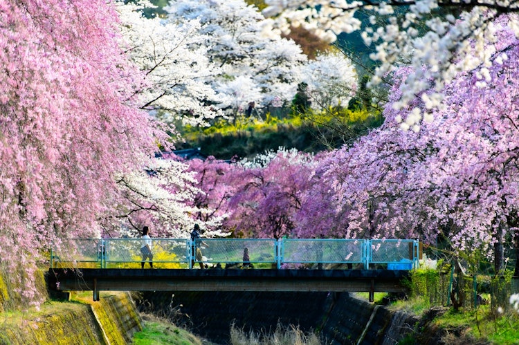 [이미지1]사이타마현 오가노시에서 촬영.계류의 산책로는 봄에 잠깐 동안 꽃의 회랑이되었습니다.