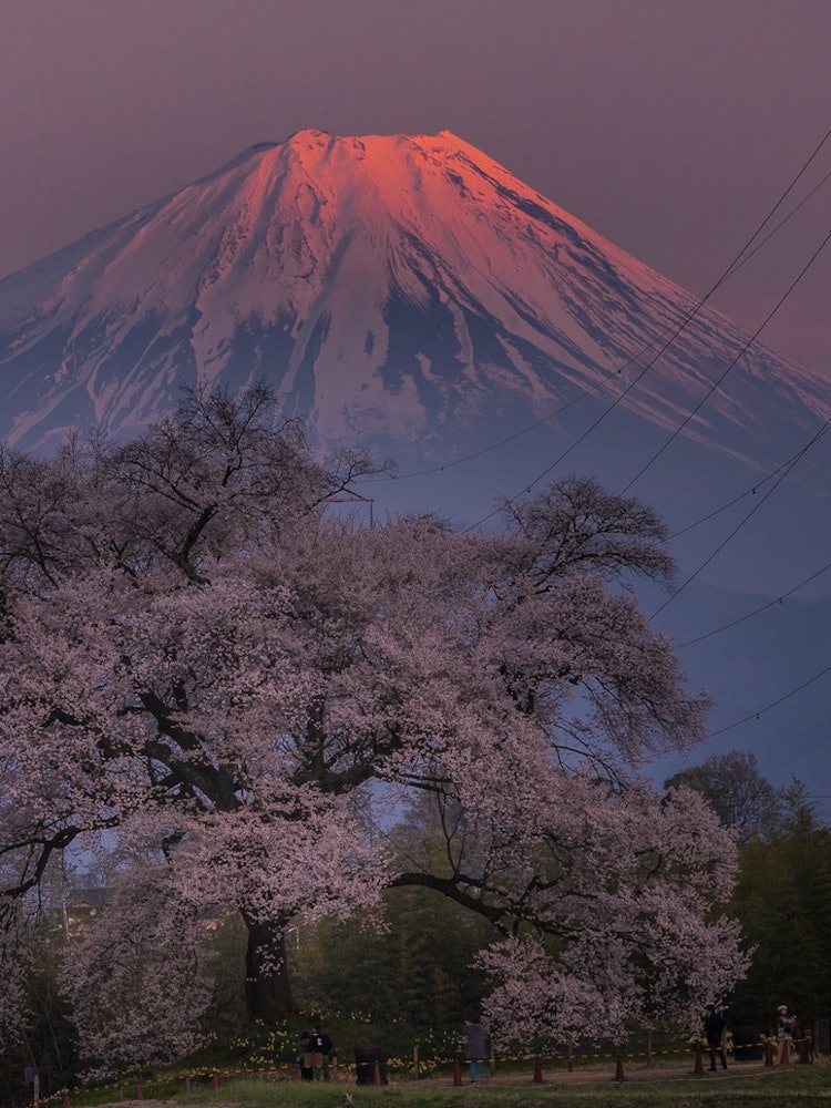 [Image1]The majestic Mt. Red Mount and a 🗻 330-year-old Ipponzakura treeNirasaki City, Yamanashi