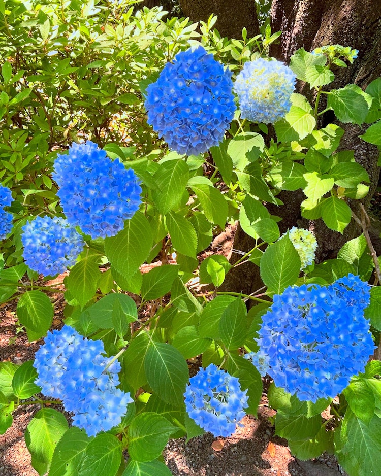 [Image1]Photographed 5/25/24.In front of café andon, hydrangeas were beginning to bloom.
