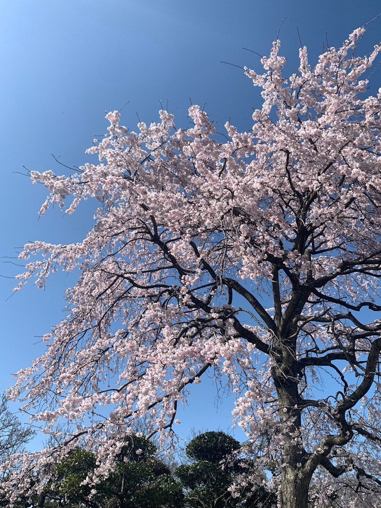 [Image1]It is a cherry blossom orchard in Fuse, Tottori City, Tottori Prefecture. The only cherry blossoms t