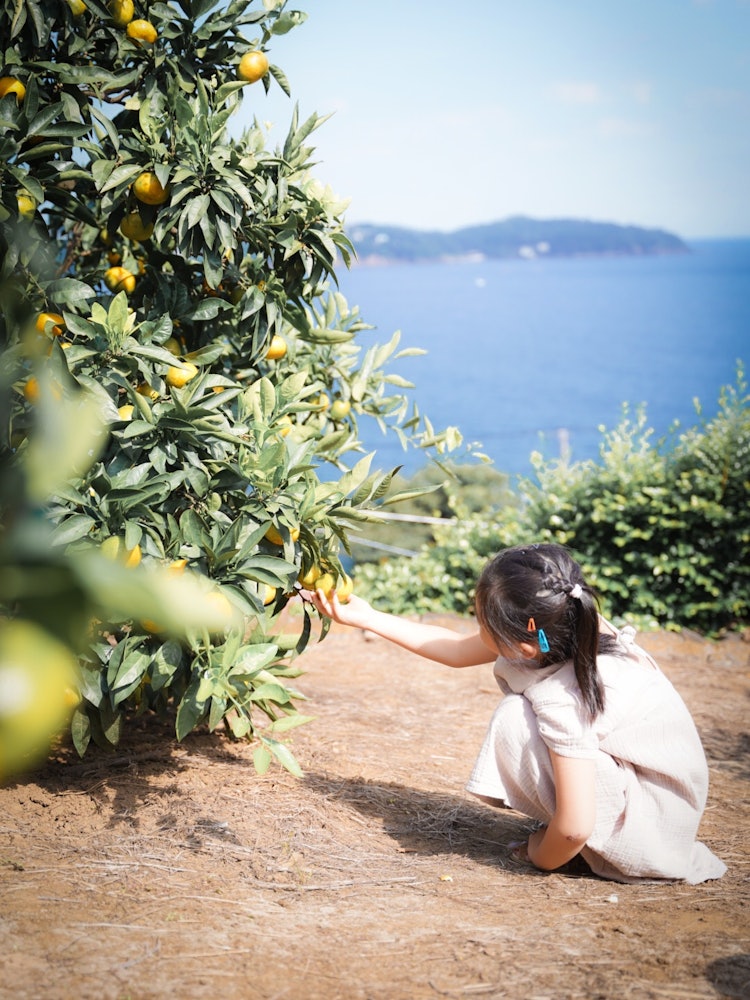 [相片1]望海橘子采摘又甜又好吃米坎