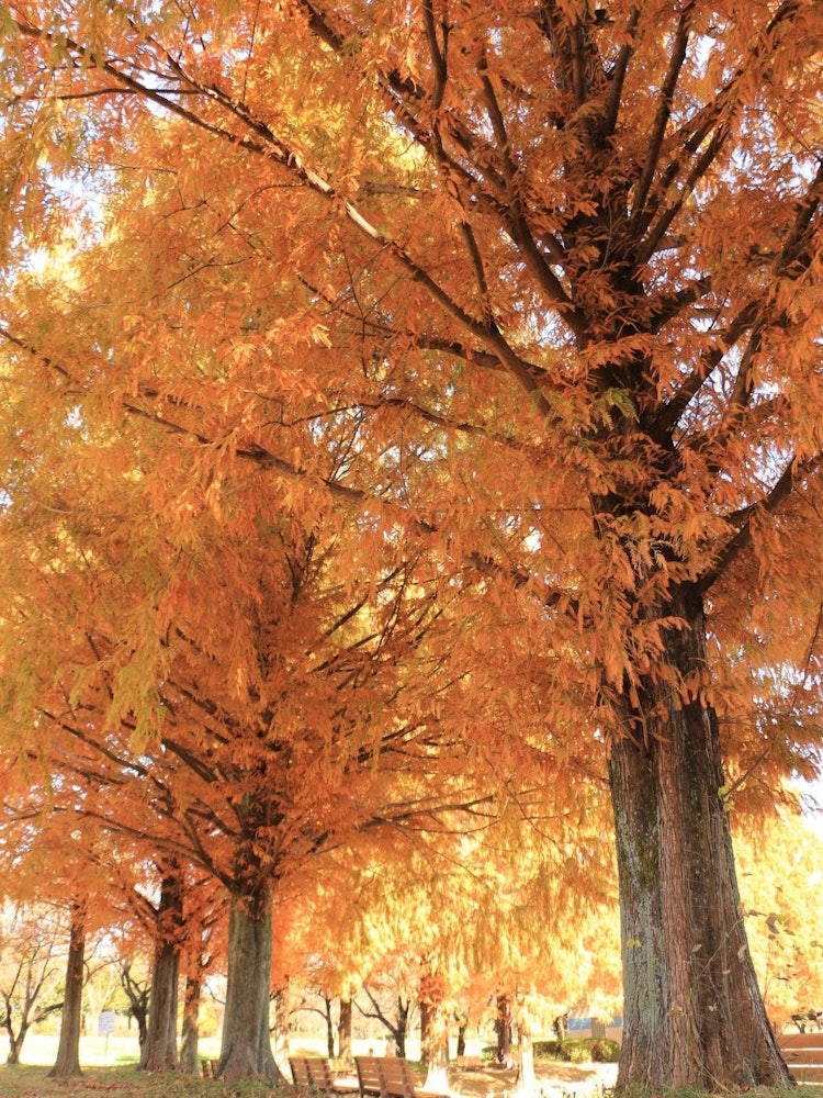 [이미지1]작년 가을 가와고에 워터파크에서 이 사진을 찍었습니다.명랑하고 카메라를 들고 공원을 산책했습니다.