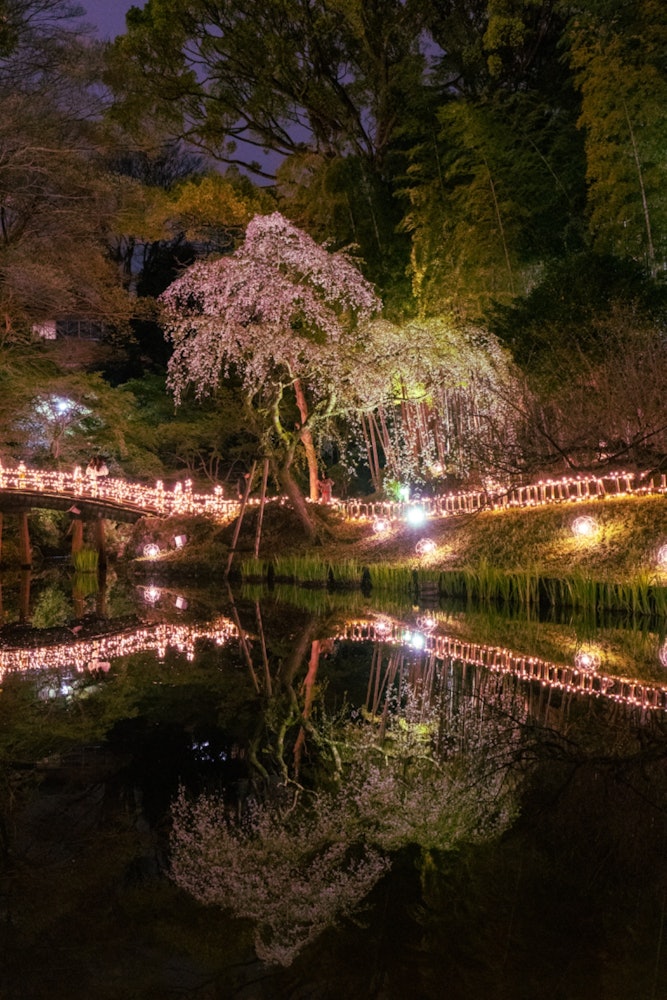 [이미지1]장소: 하마마쓰성 공원 일본 정원밤에는 벚꽃을 보러 갔다.벚꽃과 주변의 일루미네이션이 수면에 아름답게 비칩니다.대나무 숲과 벚꽃이 일본 정원 같은 분위기를 자아냅니다.