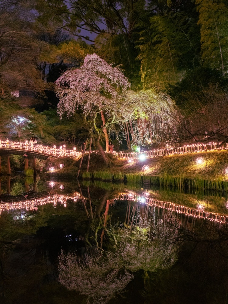 [Image1]Location: Hamamatsu Castle Park Japanese GardenI went to see the cherry blossoms at night.The cherry