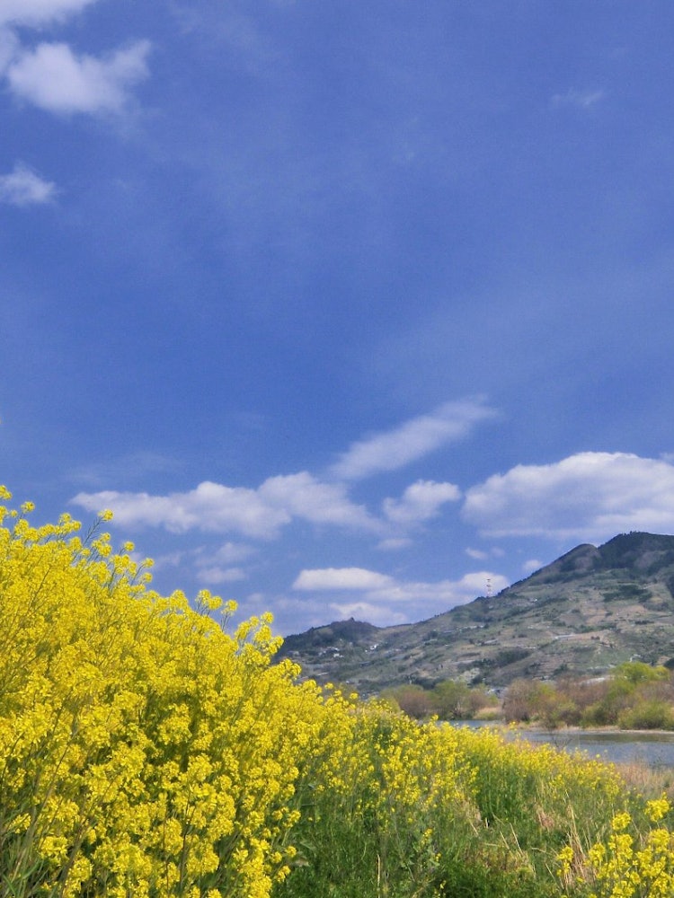 [Image1]It is a western mustard that blooms along the embankment of the Kino River, a first-class river in W
