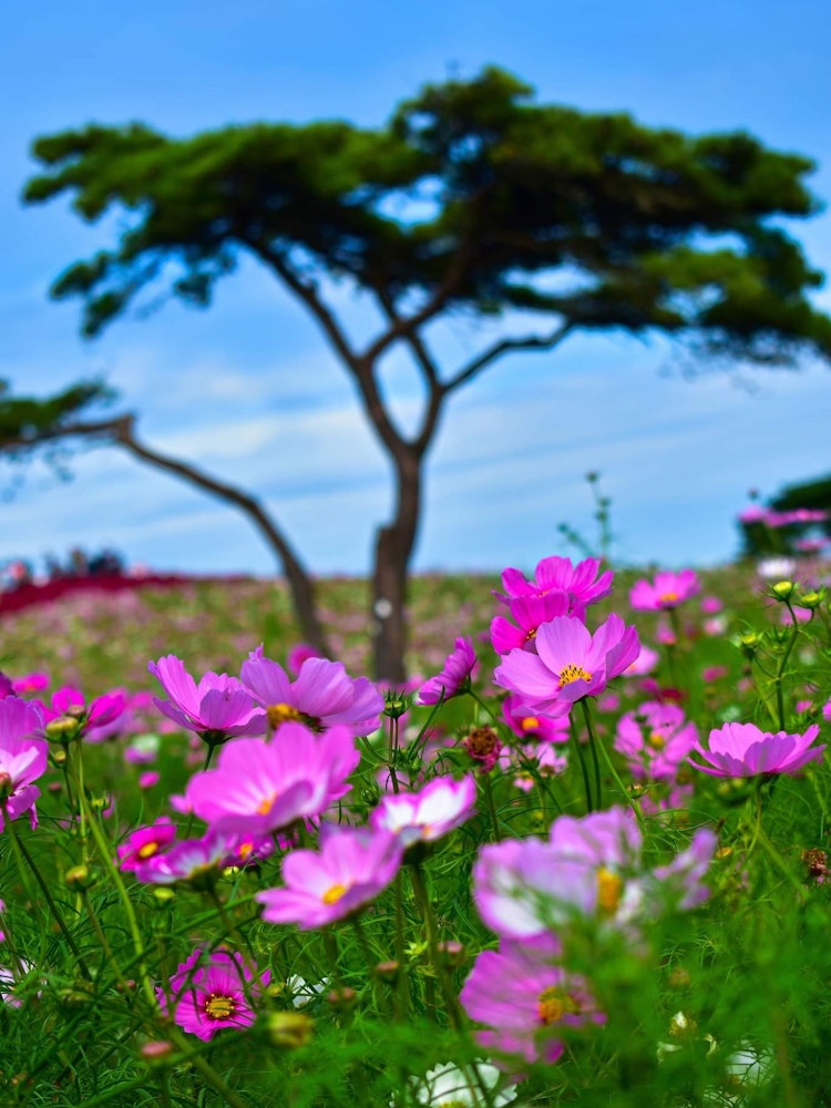 [Image1]Though Hitachi seaside park is famous for Kochia during the autumn season but cosmos fields too give