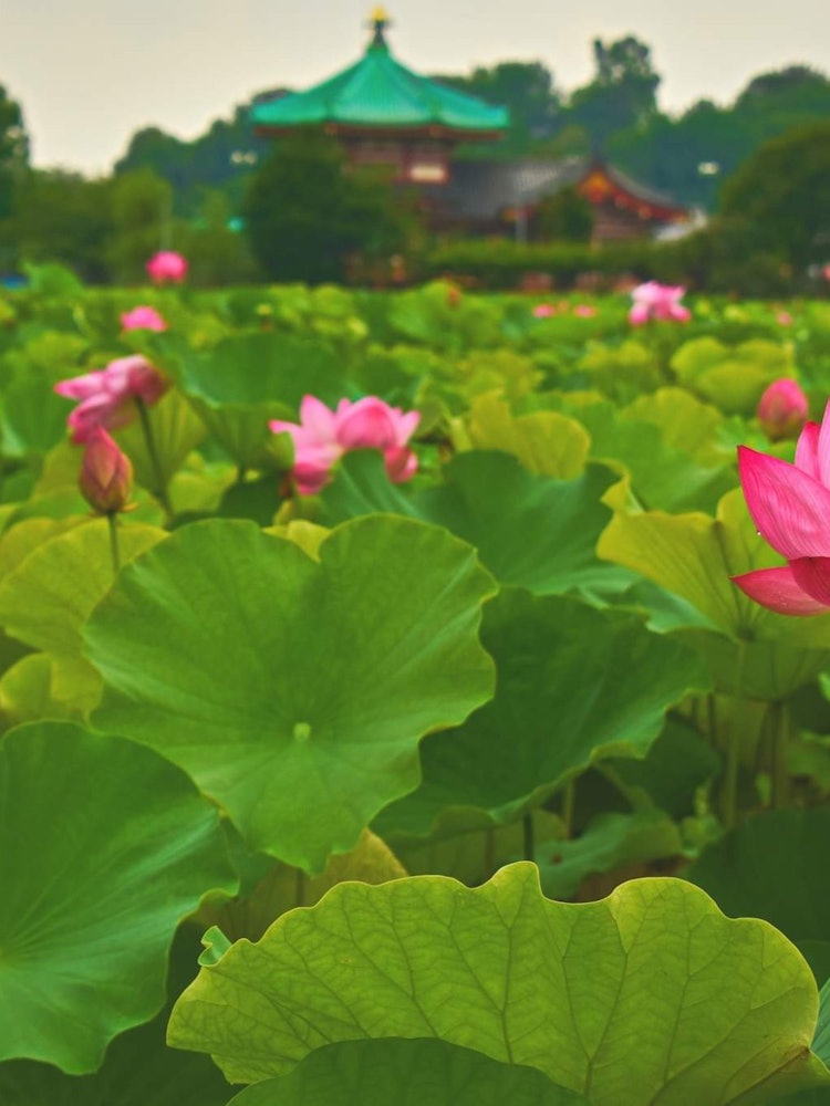 [画像1]蓮は汚れた水から咲く能力がありますが、とても美しく見えます。多くの文化では、蓮は純粋さと悟りの象徴と見なされているためかもしれません。それは日本の文化にも当てはまります。この写真は上野公園の篠馬津池か