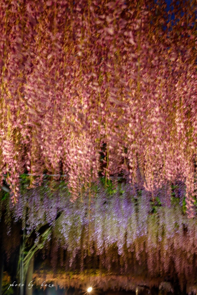 [Image1]The wisteria trellis, which is full of Japan types of wisteria, is a masterpiece.Wake District, Okay