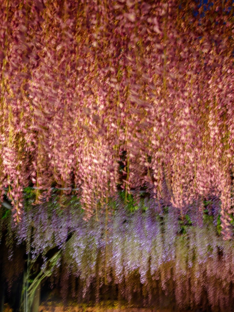 [画像1]日本一の種類の藤が咲き誇る藤棚は圧巻です。岡山県和気郡藤公園